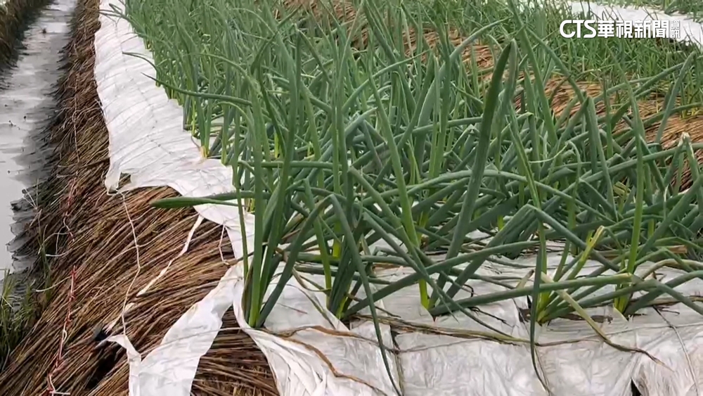 受颱風農損影響　宜蘭三星蔥每公斤飆至900元