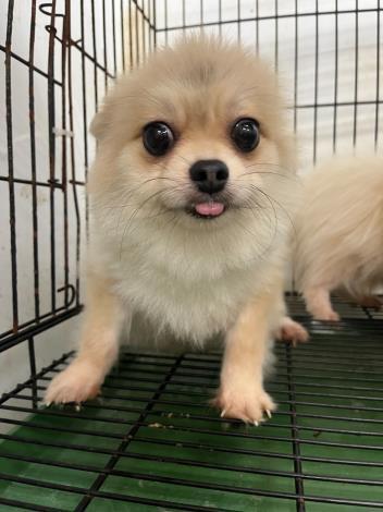 超可愛！台南動保處沒入17隻小型品種犬　將抽籤認養　