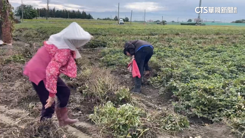 10月連續颱風雲林花生產量減　農民輪班顧守！