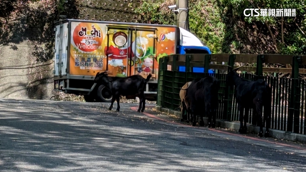 南投風景區路上險「撞羊」　駕駛驚險急剎直呼危險