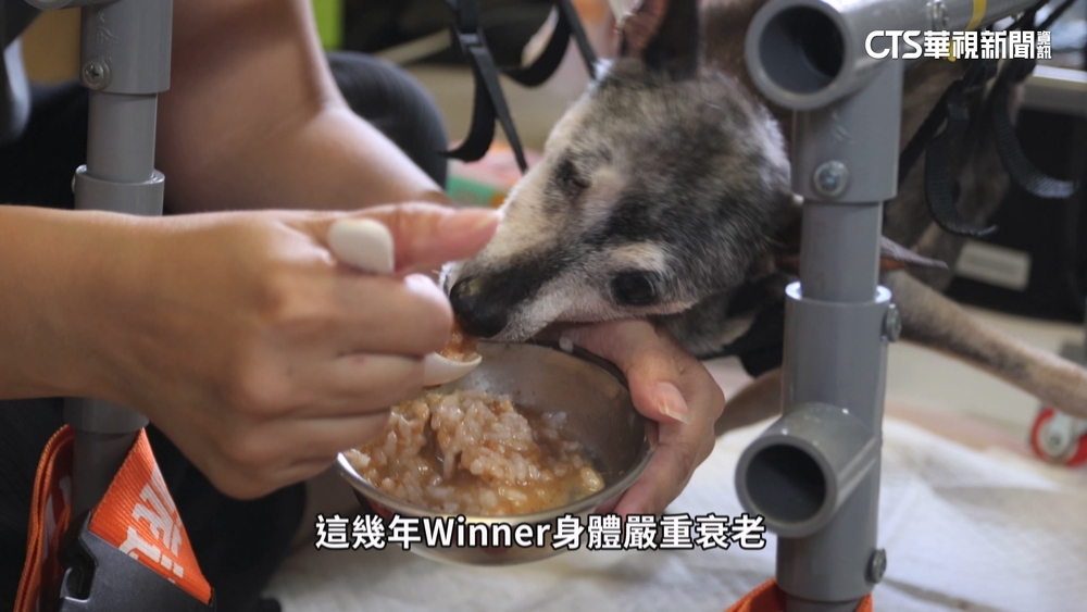 毛小孩高齡化！　飼主助其安享晚年「寵物長照經濟」夯