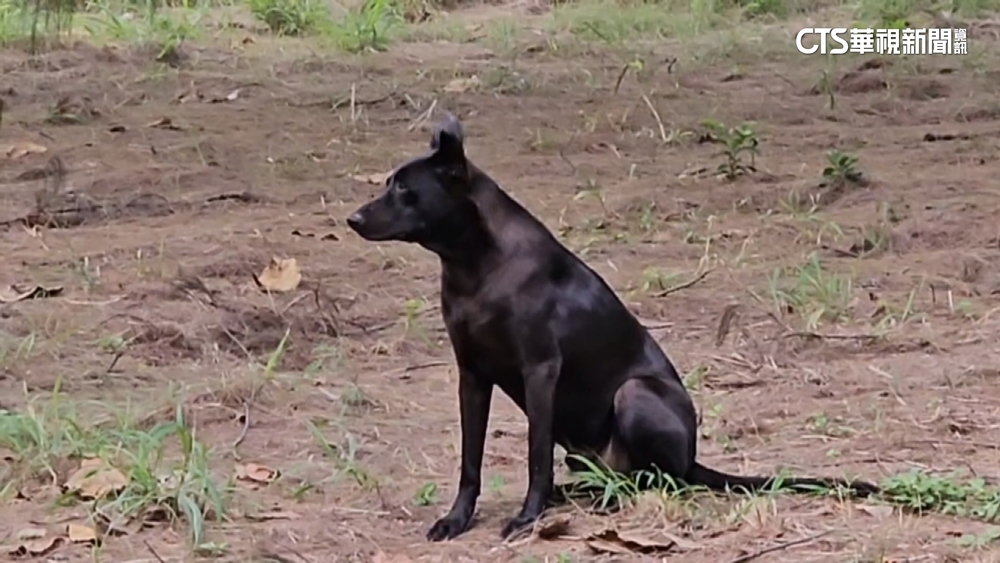 浪犬攻擊馬場「百萬賽馬死亡」　動保處：將捕抓