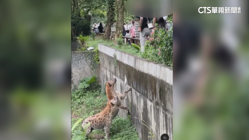 遊客越圍欄挑釁鬣狗　北市動物園將依法究辦