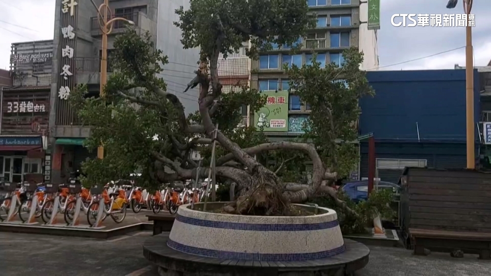 恆春落山風達12級「輕颱上限」　老樹遭吹倒