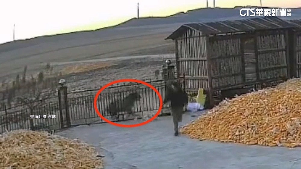 黑龍江保育類東北虎咬人　1村民左手被咬傷