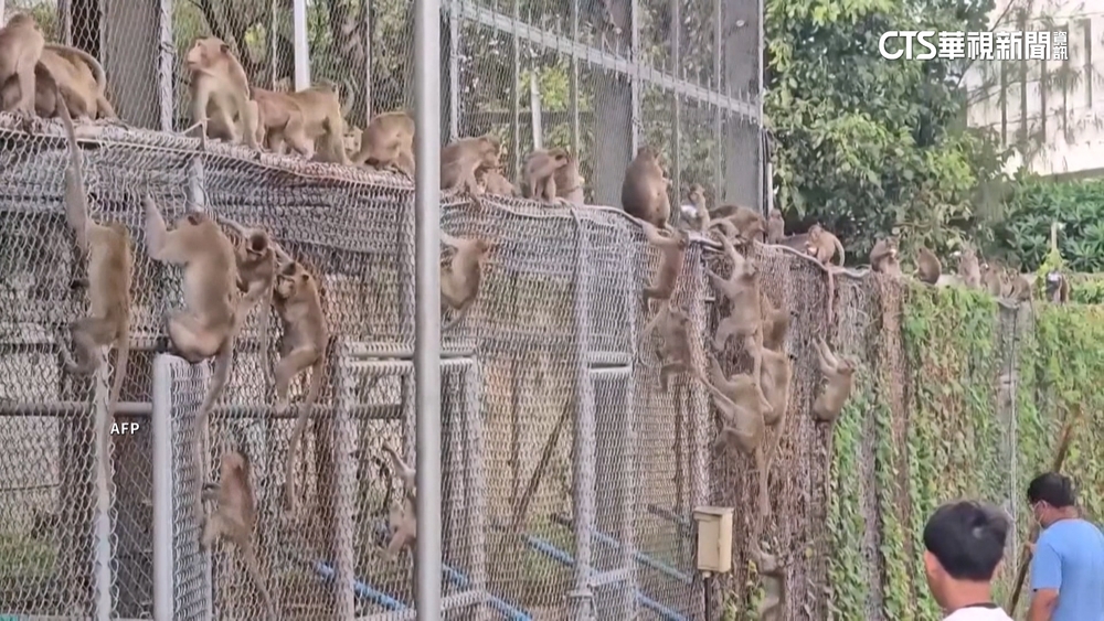 泰國200隻猴子集體「越獄」　大鬧警局嚇壞民眾