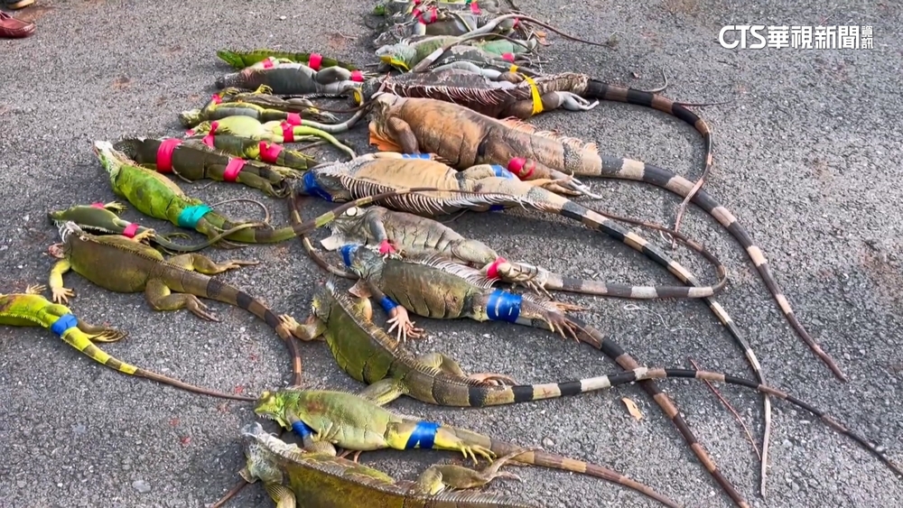 綠鬣蜥破壞農作擾民！　農業部擬提高移除費至800元