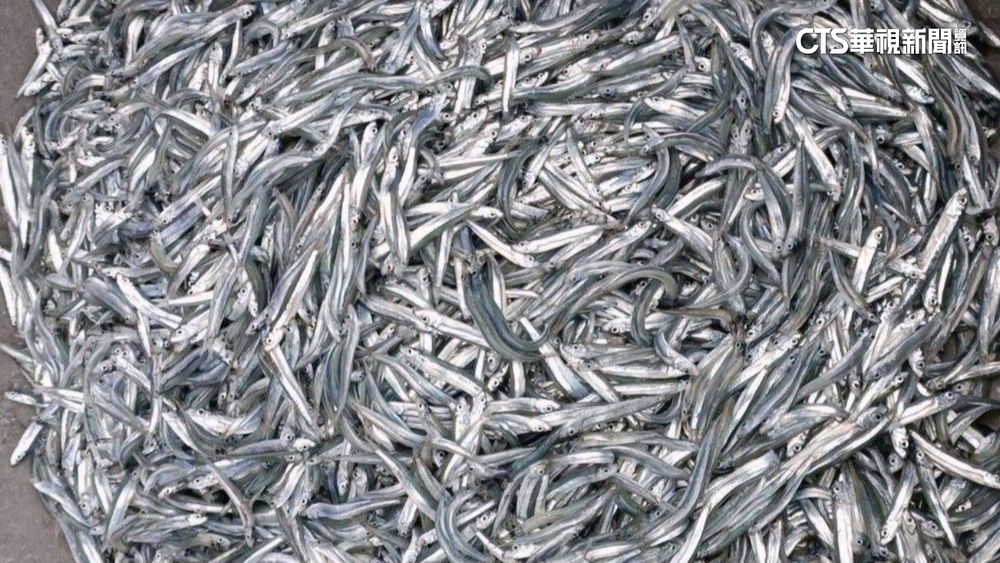 萬斤丁香魚現身澎湖石滬！　村民樂「喜獲天上禮」