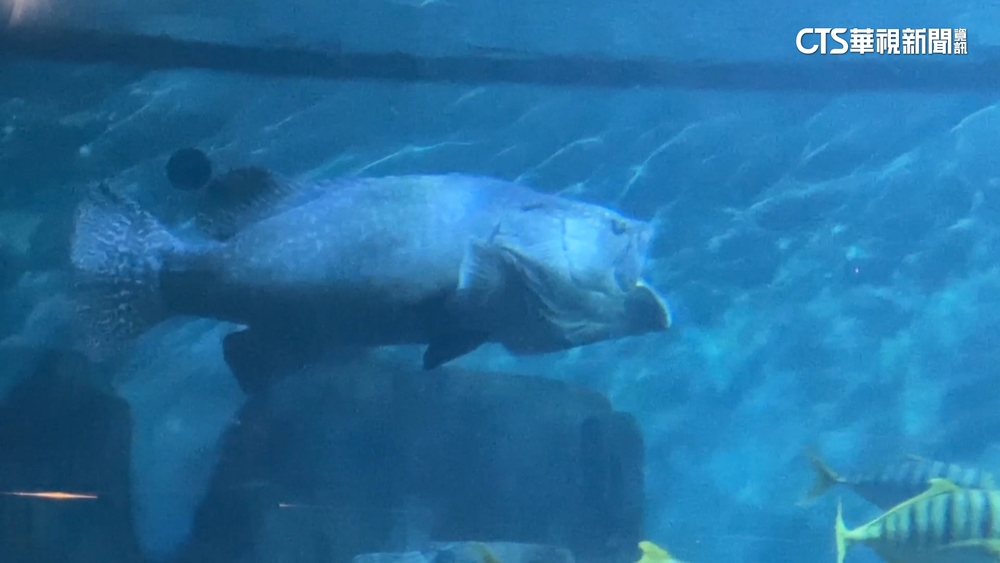 石斑換氣脫臼！　花蓮海洋公園「落下巴先生」吸睛