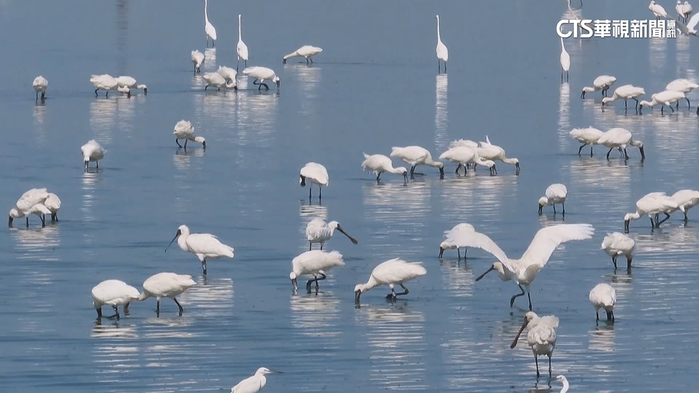 候鳥季登場！　嘉縣推賞鳥遊程　竹筏摸蛤體驗漁村生活