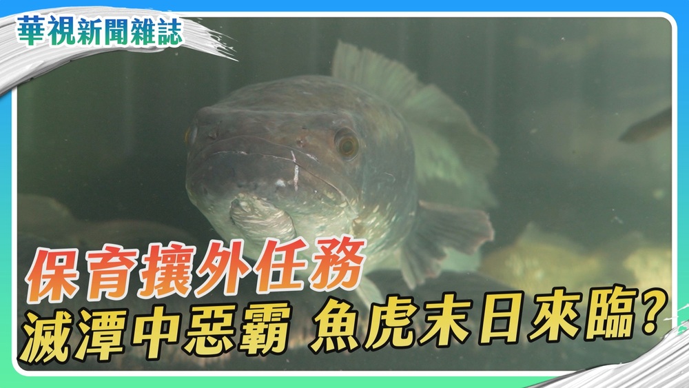 保育攘外任務 魚虎末日來臨？｜華視新聞雜誌
