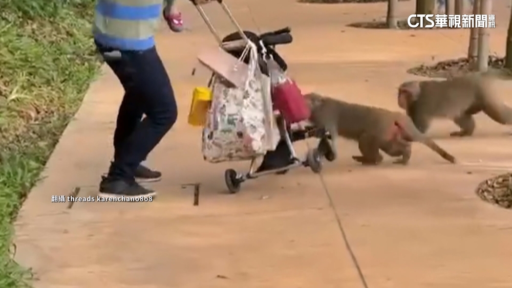 壽山動物園爆獼猴攻擊　嬰兒車誤認「餐車」　父遭扯慘摔