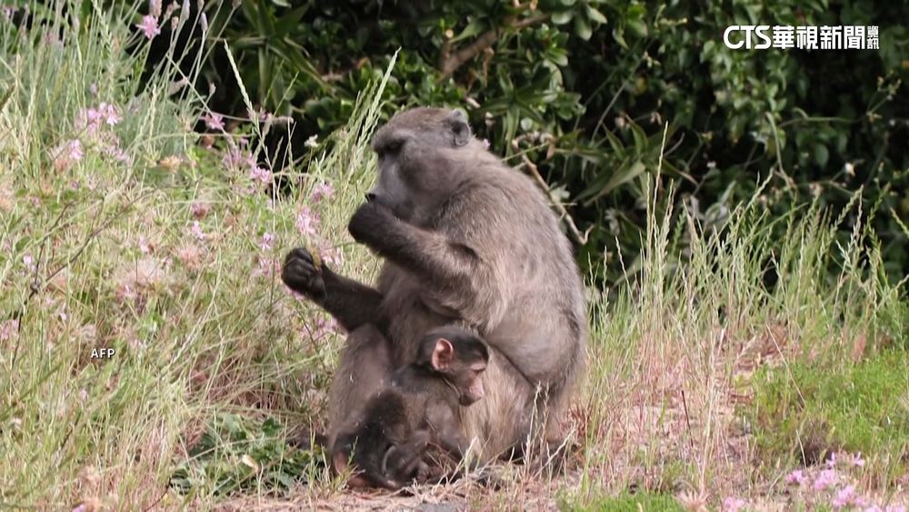 南非狒狒入侵民宅.翻垃圾桶　政府建圍籬隔絕