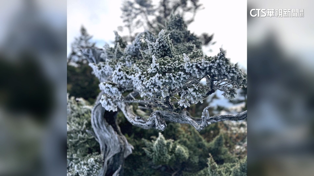 冷氣團報到！　雪霸雪山主峰零度以下.高山植物結霜