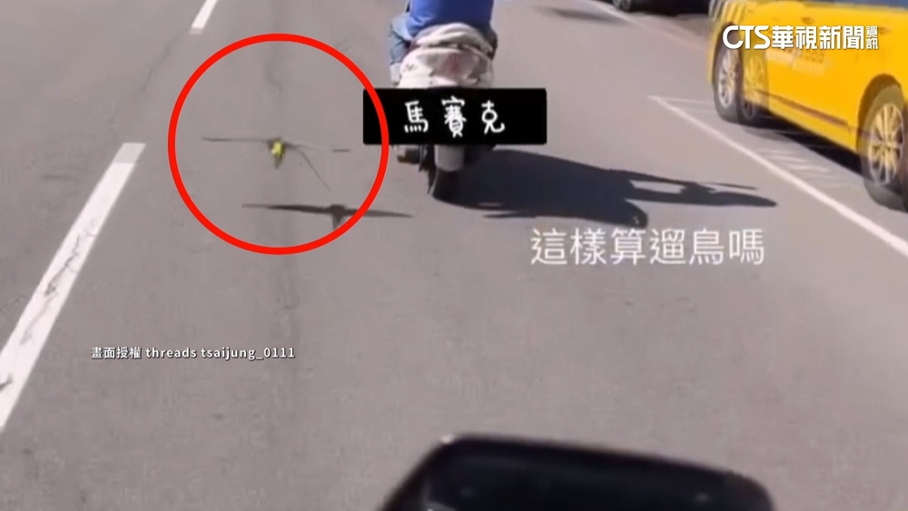 基隆騎士「遛鳥」恐致禍　網友：為了閃鳥差點被收掉