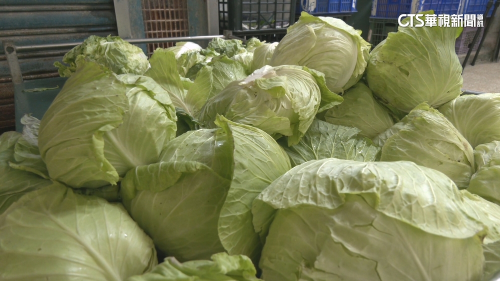 葉菜類批發價飆至5字頭　農糧署估12月中回穩