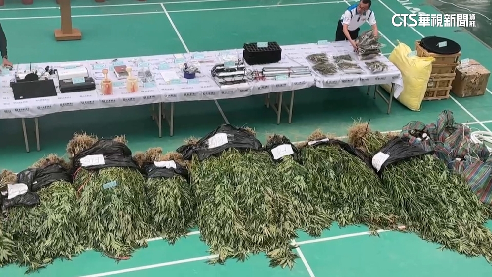 占地3甲！　雲林破獲史上最大戶外溫室大麻植栽場