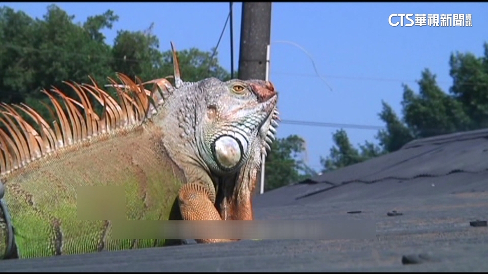 網紅質疑綠鬣蜥防治課「內定」　南市府：公平公開