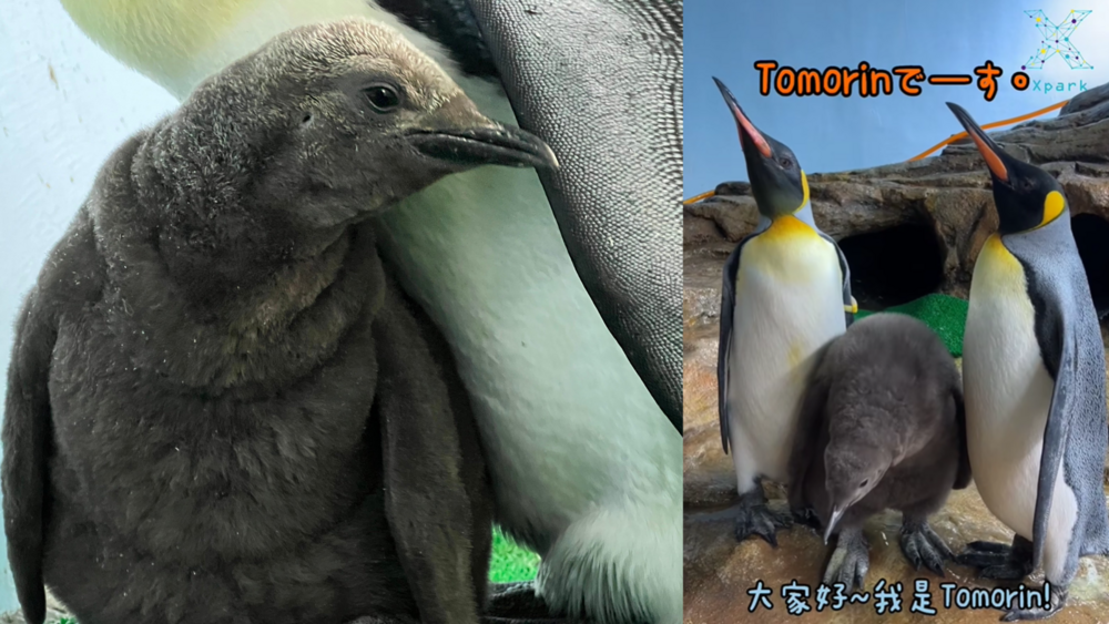 沒有無視燈！Xpark企鵝寶寶命名「Tomorin」　MyGO廚嗨翻：買年票了