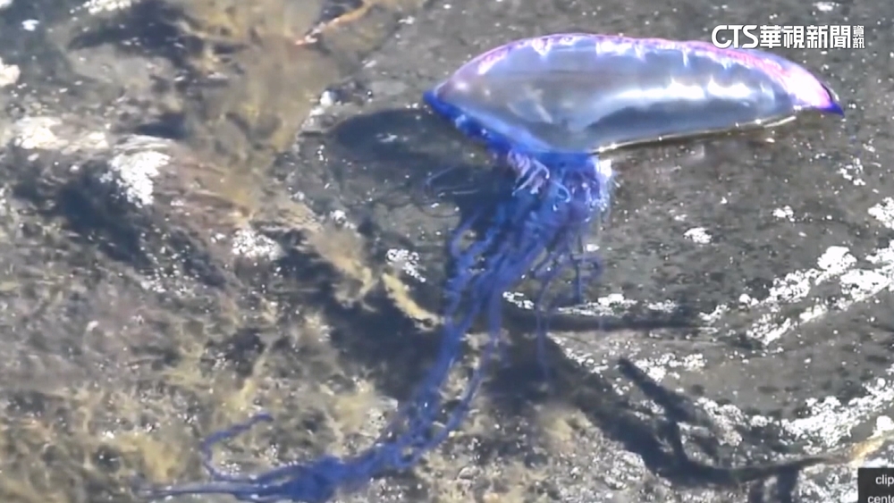 富山沙灘驚見岸上大批「僧帽水母」　毒性高小心別碰！