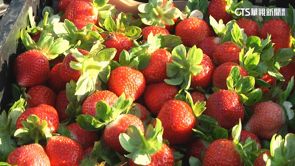 氣候蟲害減產5成　草莓每公斤零售價飆破千元