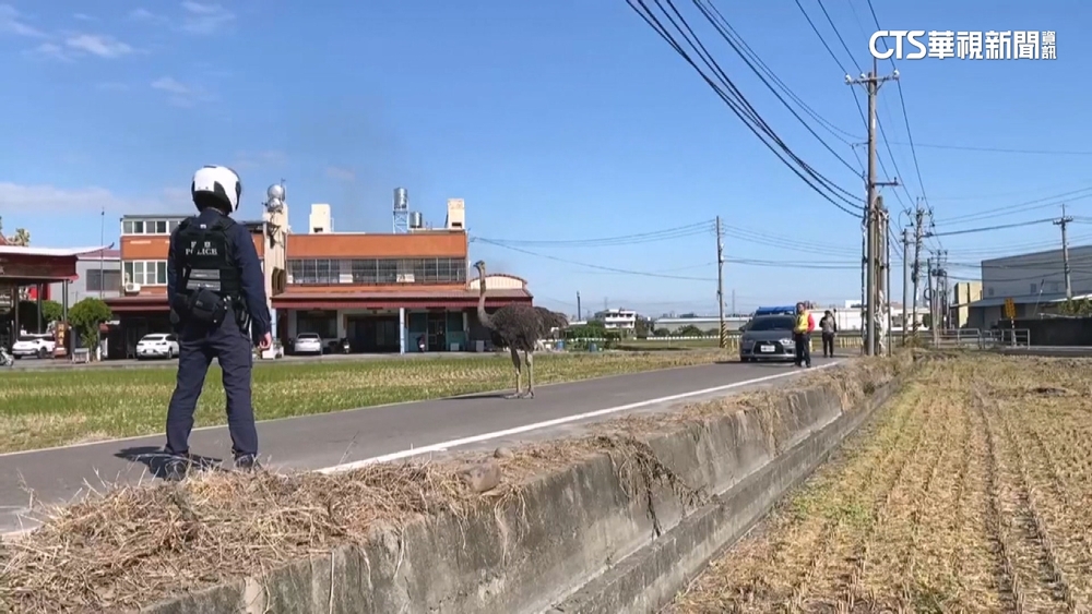 烏日鴕鳥又逃家！與轎車對峙　「人鳥大戰」後抓回家