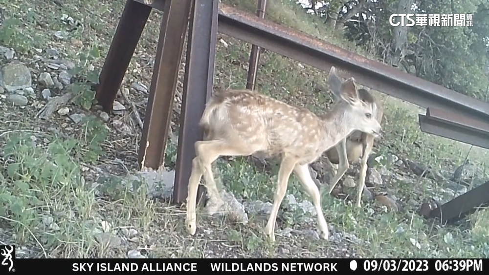 川再蓋圍牆堵非法移民　動保憂野生動物滅絕