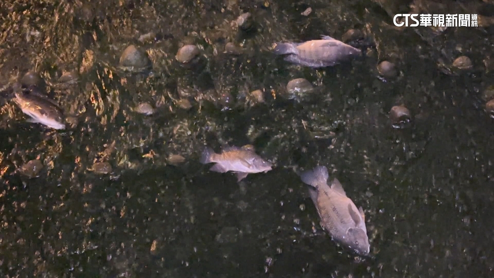 綠川耶誕燈驚見大量死魚發臭　低溫致魚群死亡