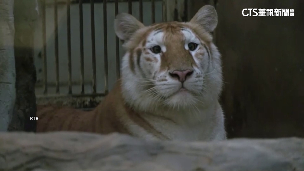 全身「金燦燦」皮毛！　黃金虎姐妹花意外爆紅