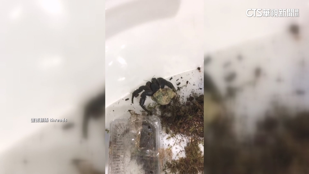 30盒「活體寄居蟹」藏椅來台　集運業者.寄貨人皆挨罰