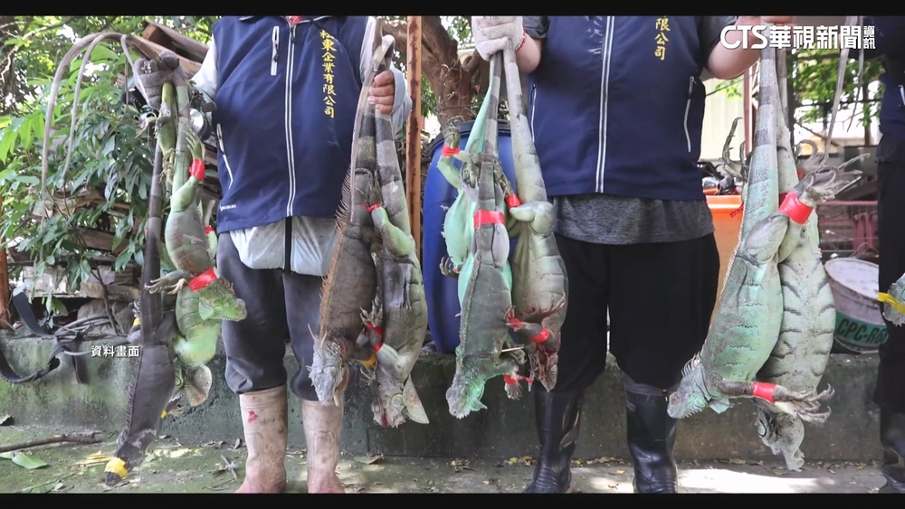 去年捕捉3.4萬隻綠鬣蜥！　屏東縣成捕獲最多縣市