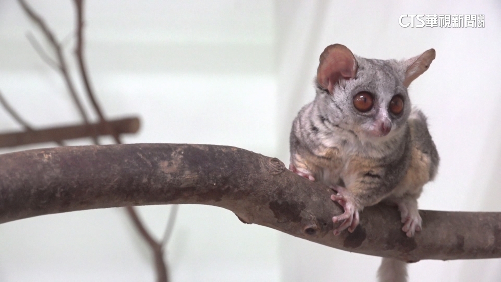 北市動物園有新朋友！　收容五隻嬰猴元旦亮相