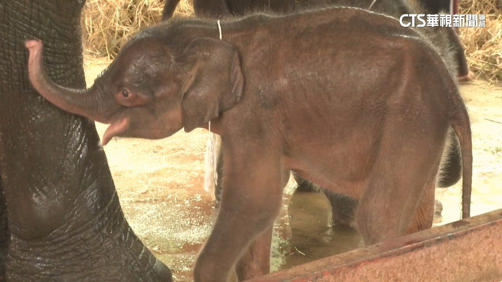 避免野生大象繁殖過多　泰國1月起替母象施打避孕針