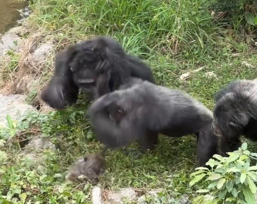 野生獼猴誤闖壽山動物園展區　慘遭黑猩猩圍毆打死