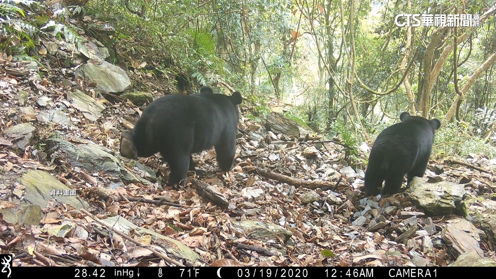 熊出沒！林保署：花蓮卓溪逾20隻台灣黑熊活動