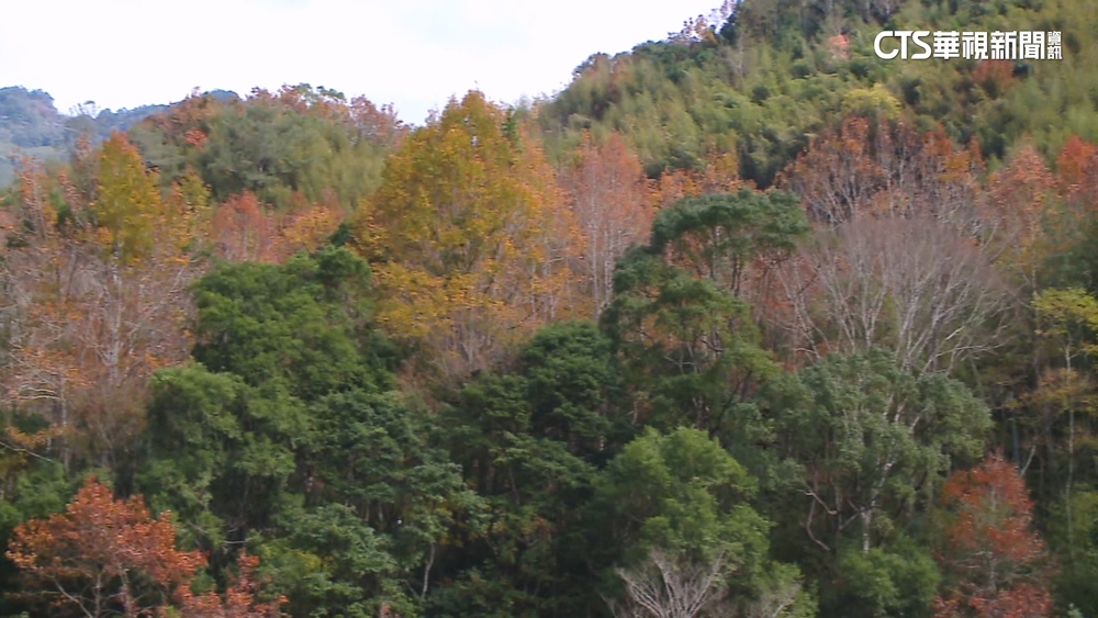 尖石霞喀羅楓紅美！　湧車潮.垃圾爆滿居民困擾