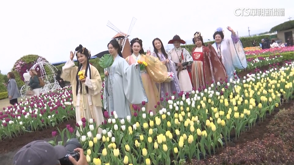 古裝美人嬉遊花海　后里鬱金香盛開如置身歐洲
