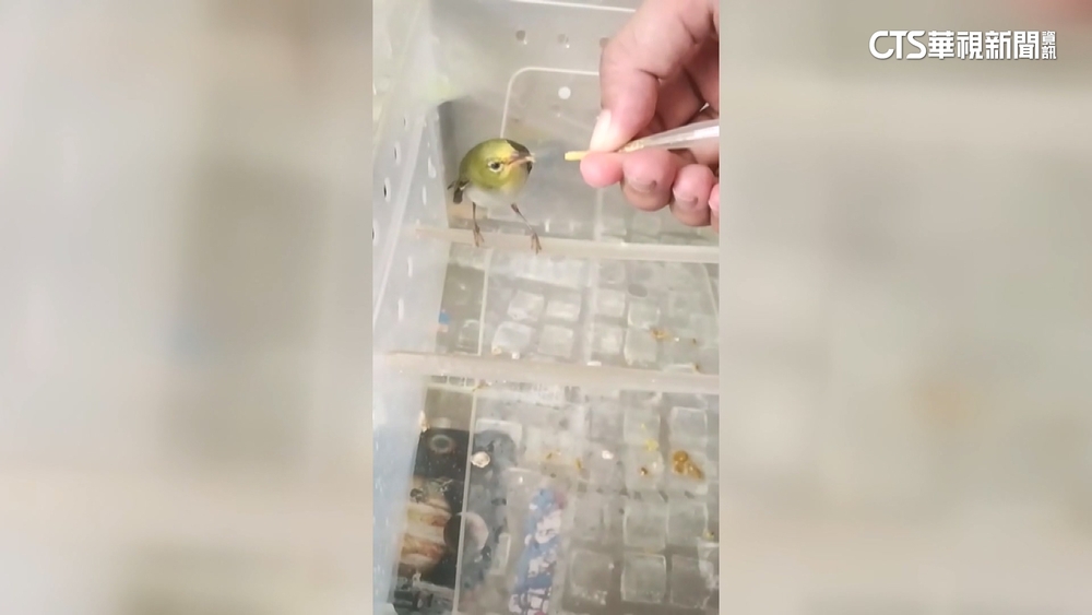 綠繡眼離家出走　一個月後「自行到案」警助團圓