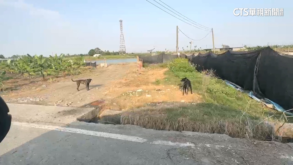 晨跑遭3狗包圍攻擊近20分鐘　男遭咬身受重傷