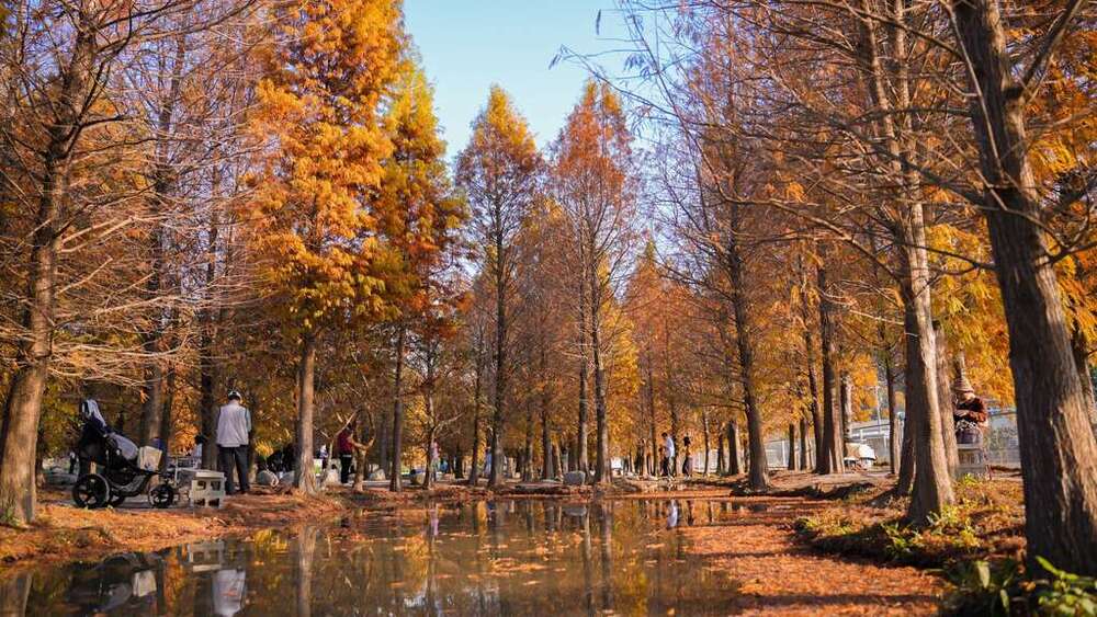 10大春節出遊景點／台中親子必打卡　落羽松、落日美景不容錯過