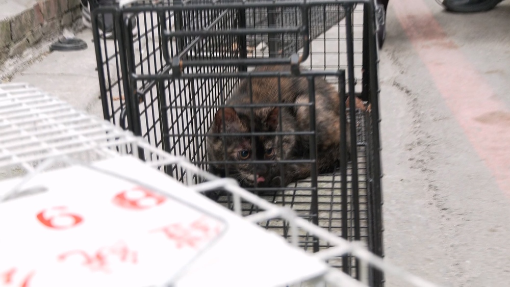 5隻小貓受困三重危樓！今成功脫困　3隻誘捕成功、2隻脫逃