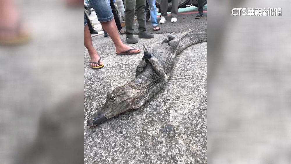 誰家寵物走失？　恆春水溝驚見「1米長鱷魚」嚇壞民眾