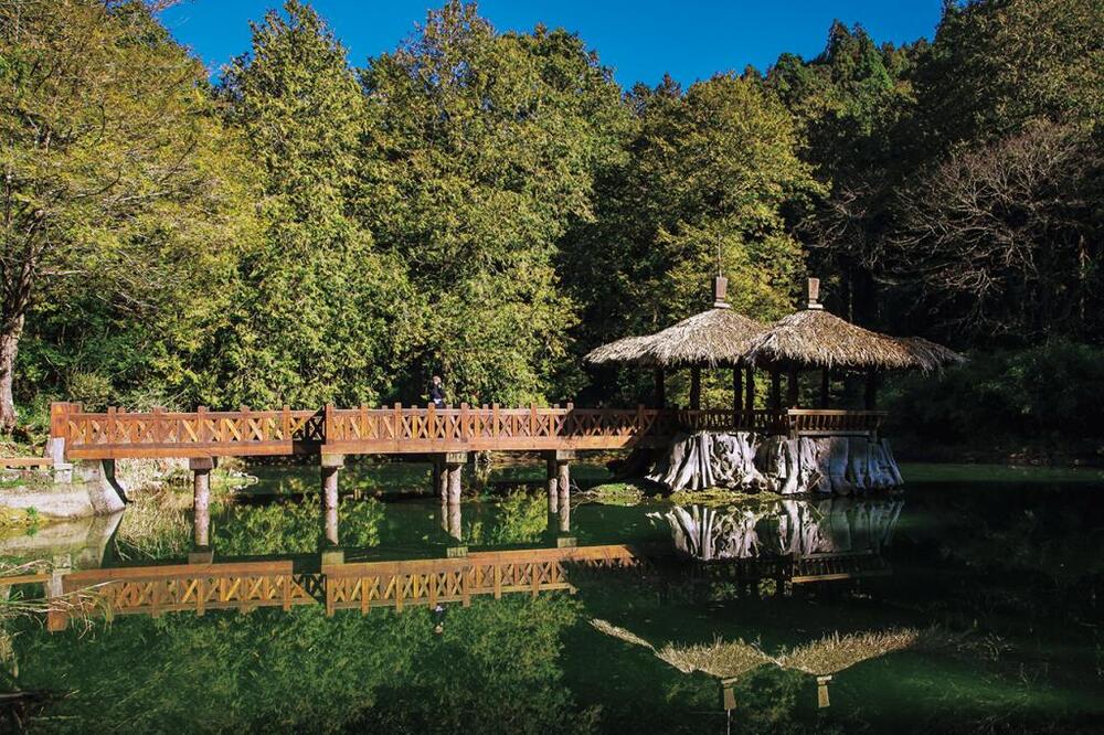 10大春節出遊景點／從阿里山山腳玩到山頂　一次賞湖光山色、餵食梅花鹿