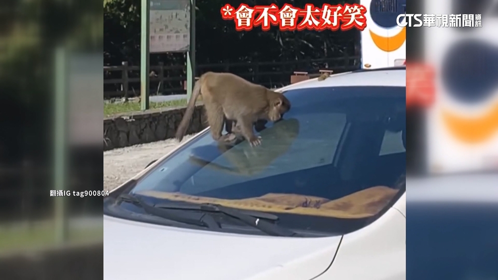 阿里山獼猴大軍車內搶食！　遊客無奈又好笑