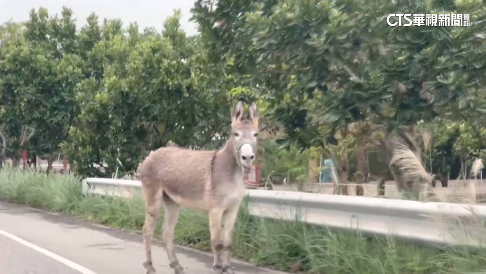 驢子也懂等紅燈？　馬路驚見驢「逛大街」民眾急報警