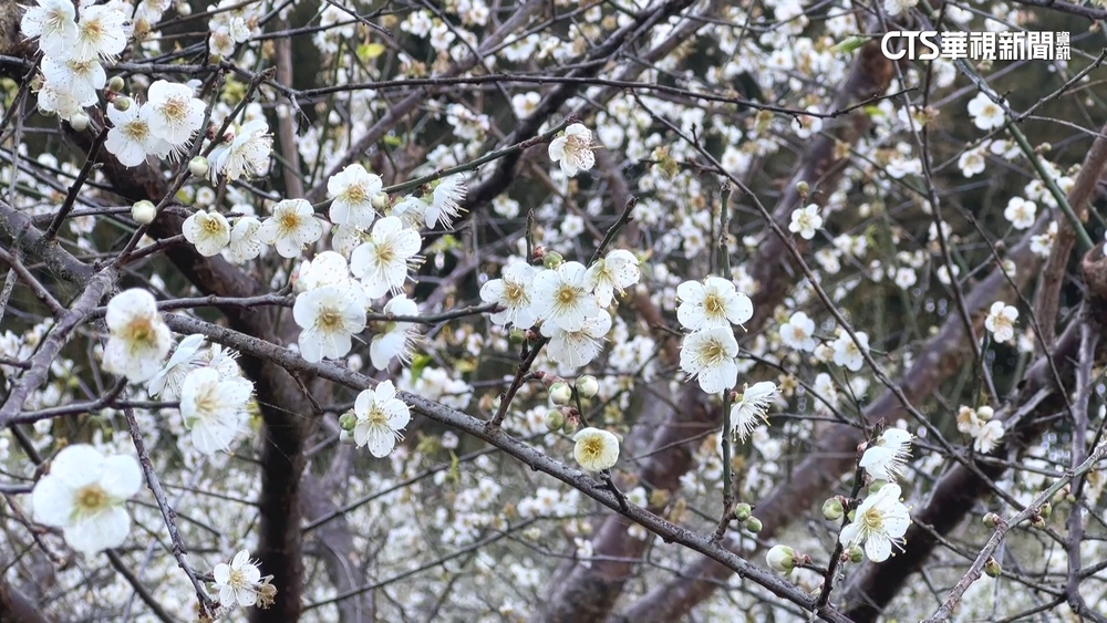 南投信義.仁愛梅花期延後　業者：氣候影響導致
