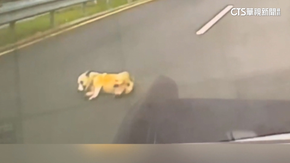 宜蘭台9線黃狗滾落險遭輾　警追棄狗飼主