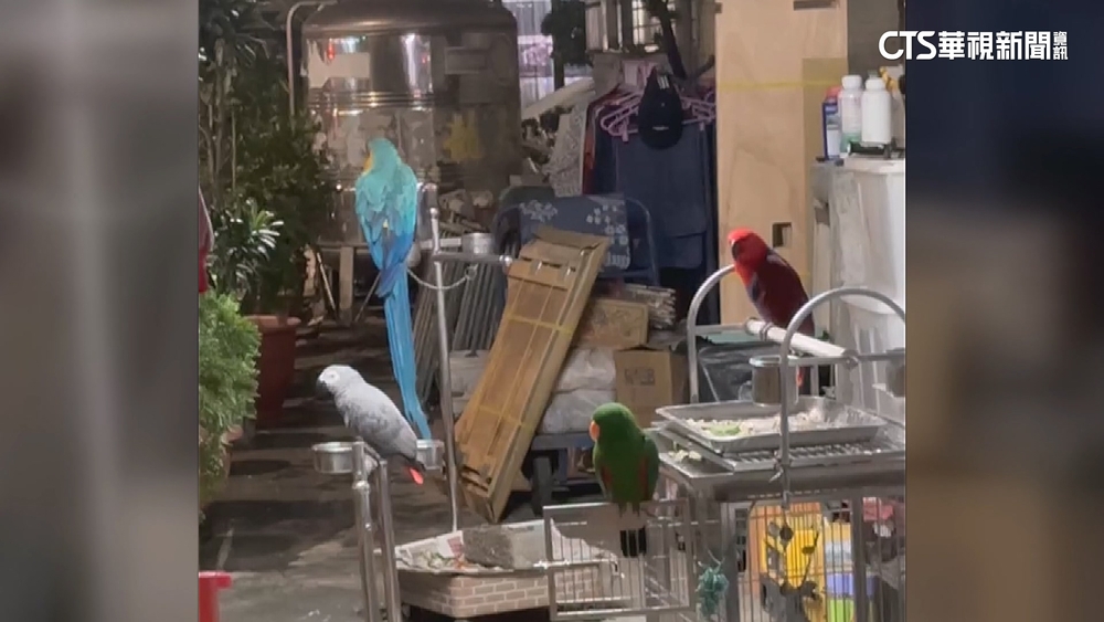 鸚鵡半夜常尖叫！鄰居喊受不了　飼主恐吃罰單