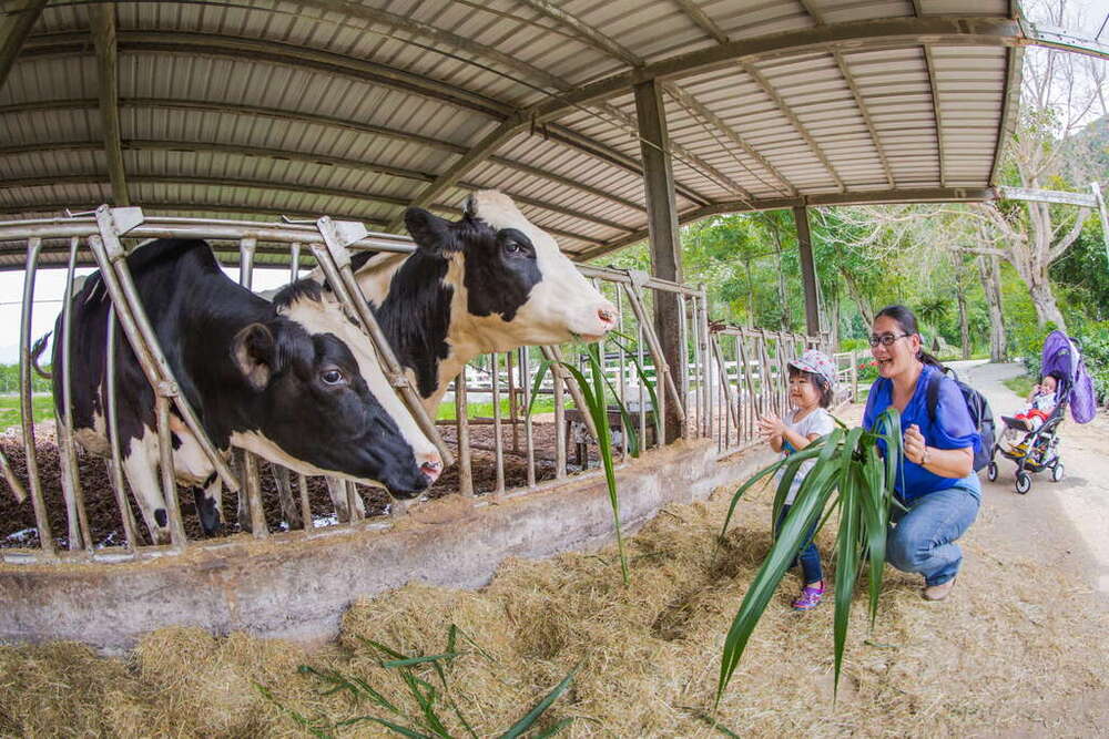 瑞穗牧場。圖／交通部觀光署