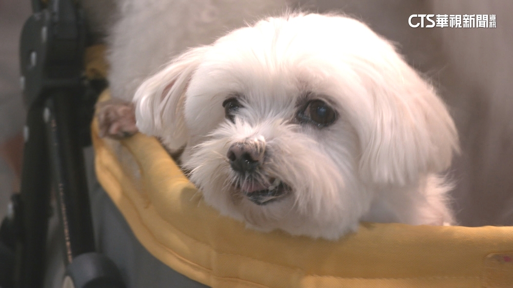 注意毛孩保暖！飼主若放任寵物受寒　北市府：最高罰7.5萬元、面臨刑責